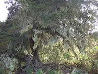 Kanaren, El Hierro, Flechten beim Abstieg ins Golftal