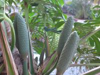 Kanaren, Teneriffa, Früchte des Philodendron