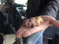 Kanaren, Teneriffa, die 