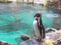 Kanaren, Teneriffa, Puerto de la Cruz, Loro Park