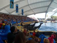 Kanaren, Teneriffa, Puerto de la Cruz, Loro Park