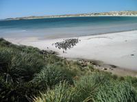 Magellan-Pinguine bei Yorke Bay und Gypsy Cove