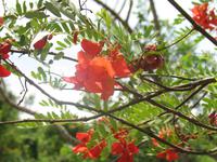 Argentinische Wasserfälle in Iguaçu