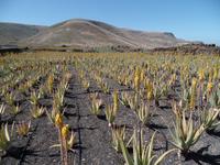 Rundreise Lanzarote, Fuerteventura – Aloe Vera-Farm