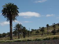 Rundreise Lanzarote, Fuerteventura – Im Tal der 1000 Palmen