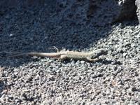 Rundreise Lanzarote, Fuerteventura – Teguise