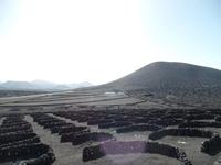 Rundreise Lanzarote, Fuerteventura – Weinanbaugebiet und Bodega La Geria