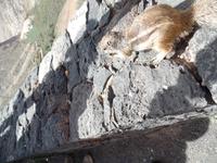 Rundreise Lanzarote, Fuerteventura – Streifenhörnchen