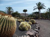 Rundreise Lanzarote, Fuerteventura – Naturpark Oasis Park