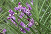 Singapur - Stadtrundfahrt - Botanischer Garten