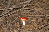 Spaziergang am Bob's Peak von Queenstown
