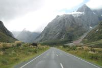 Fahrt nach Milford Sound