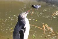 Otago Halbinsel - Pinguin Reservat