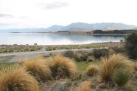 McKenzie Hochebene - Lake Tekapo