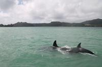 Bay of Islands - Whalewatching Tour