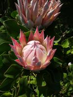 607_La Gomera; Protea