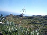 613_La Gomera; Feldterassen