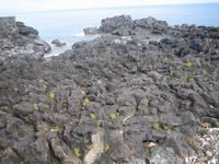 kleine Pflanzen auf den erstarrten Lavamassen