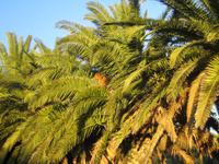 Der Garten wird zum Dattelpalmenwald. 