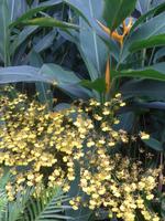 Botanischer Garten - Orchideengarten