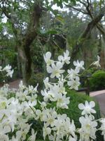 Botanischer Garten - Orchideengarten