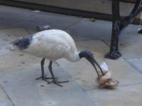 Vögel im Park in der Nähe unseres Hotels in Sydney