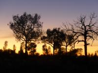 Sonnenaufgang am Ayes Rock