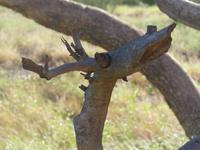 Baum am Wegrand zu Olgas - gleich einem Hirschen