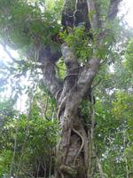 Spaziergang durch Dschungel an Mittelstation Red Peak