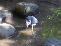 Wildlife Habitat Port Douglas