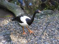 Wildlife Habitat Port Douglas