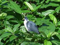 Wildlife Habitat Port Douglas