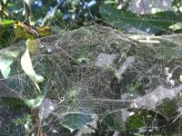 Spinnennetz im Wildlife habitat Port Douglas