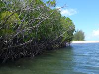 Mangrovenbäume