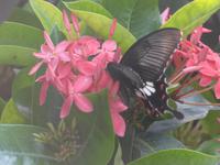 Schmetterling - Schmetterlinggarten in Singapur