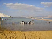 Baden im Toten Meer