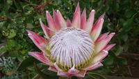 Protea