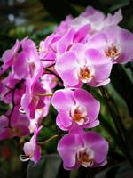 Singapur, Orchideengarten