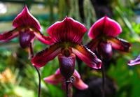 Singapur, Orchideengarten