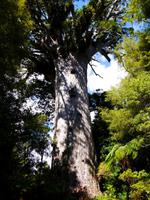 Riesen-Kauri Tane Mahuta