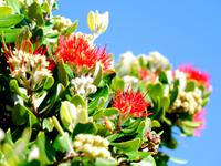 Pohutukawa