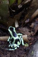 Frosch: Goldbaumsteiger