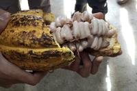 Kaffee-, Kakao- und Zuckerrohrtour