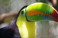 Tieraufzuchtstation Las Pumas