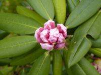 Kamakura - Hasedera-Tempel