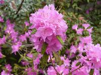 Kamakura - Hasedera-Tempel