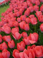 Hiroshima - Friedenspark