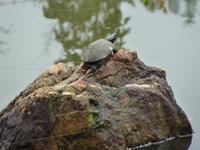 Kyoto - Ryoanji-Tempel - der Park