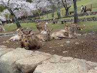 Nara - freilaufende Sikahirsche im Park