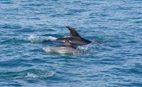 Abel Tasman Nationalpark